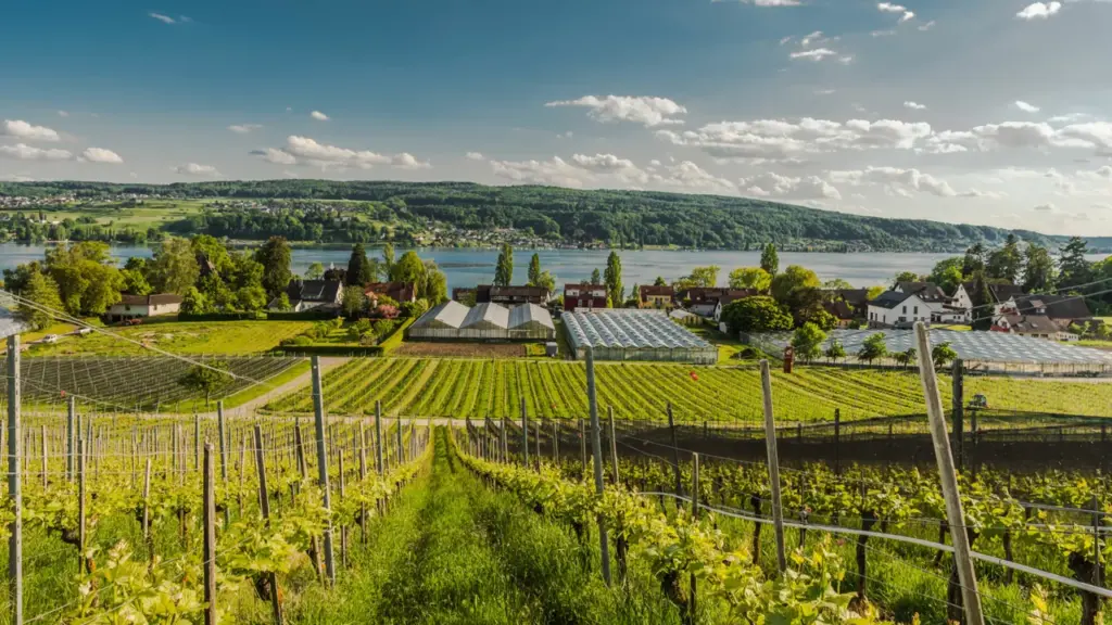 Weinfest Reichenau