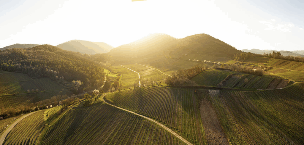Culinary Vineyard Hike in Siebeldingen