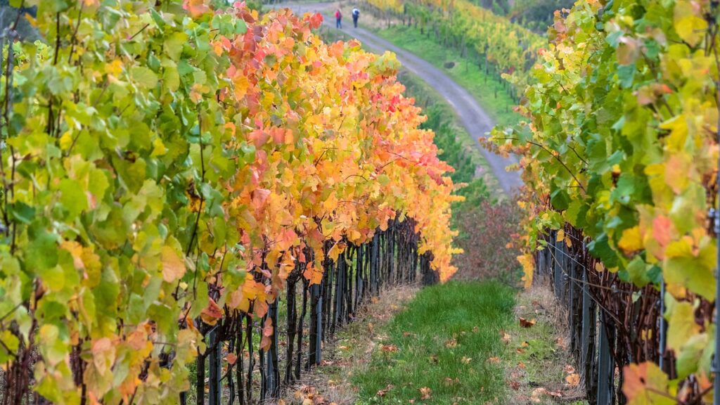 Kirrweiler Grape and Wine Hike