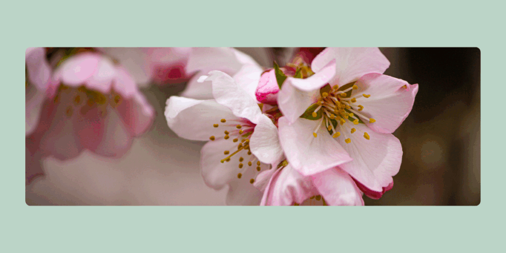 Almond Blossom Mile – Spring Wine Festival in Edenkoben