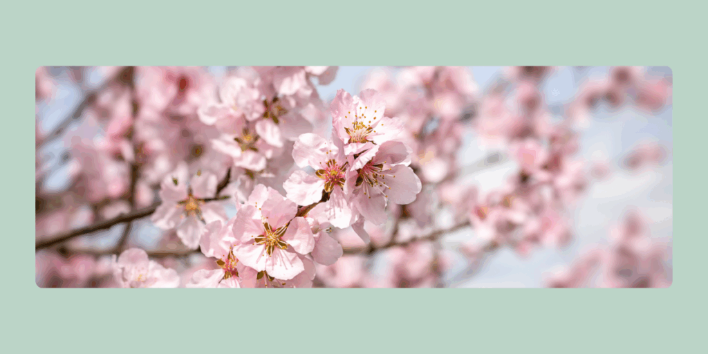 Gimmeldingen Almond Blossom Festival