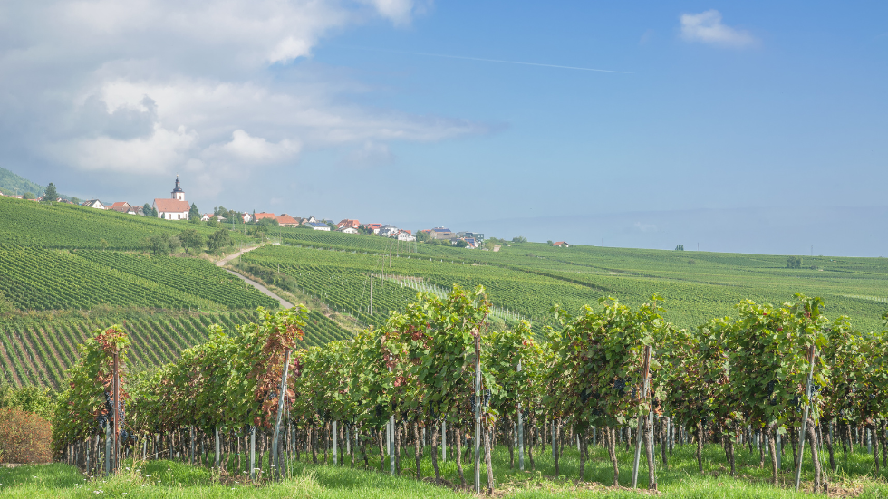 view of vineyards and road of the Deutsche Weinstrasse