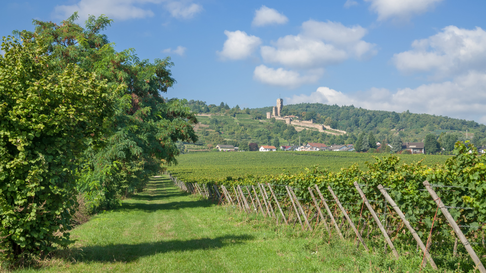 view of vineyards in the Deutsche Weinstrasse