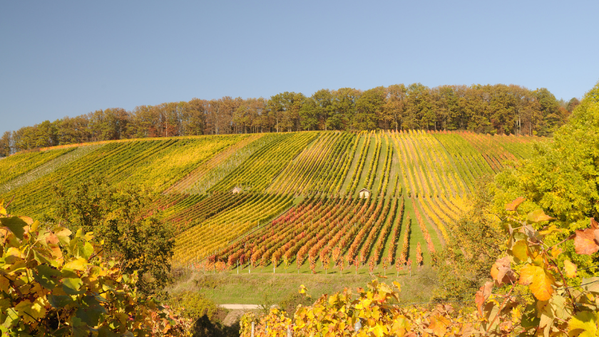 wine vineyard ready to harvest for wine festival october