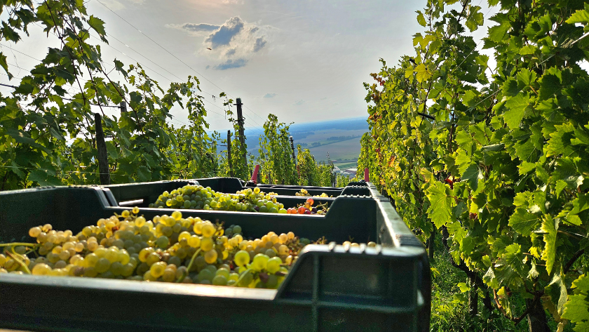 harvesting grapes at a vineyard for wine festival october