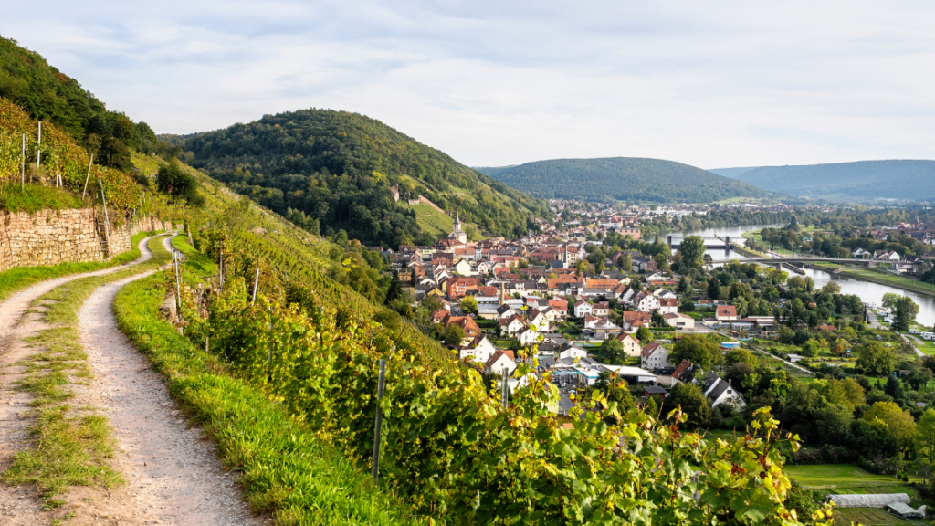 a vineyard walk as a June wine events