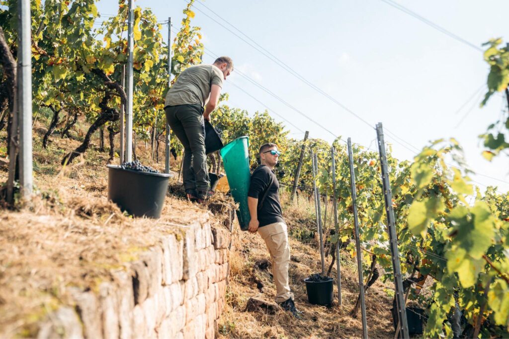 two men working in the vines during Germanys Weinlese season