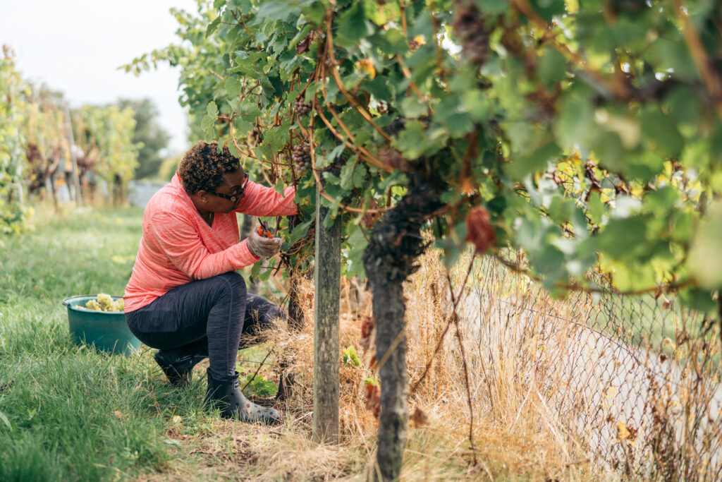 woman harvesting grapes during Germanys Weinlese season